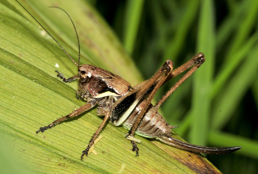 Pholidoptera aptera aptera, femmina (Tettigoniidae)